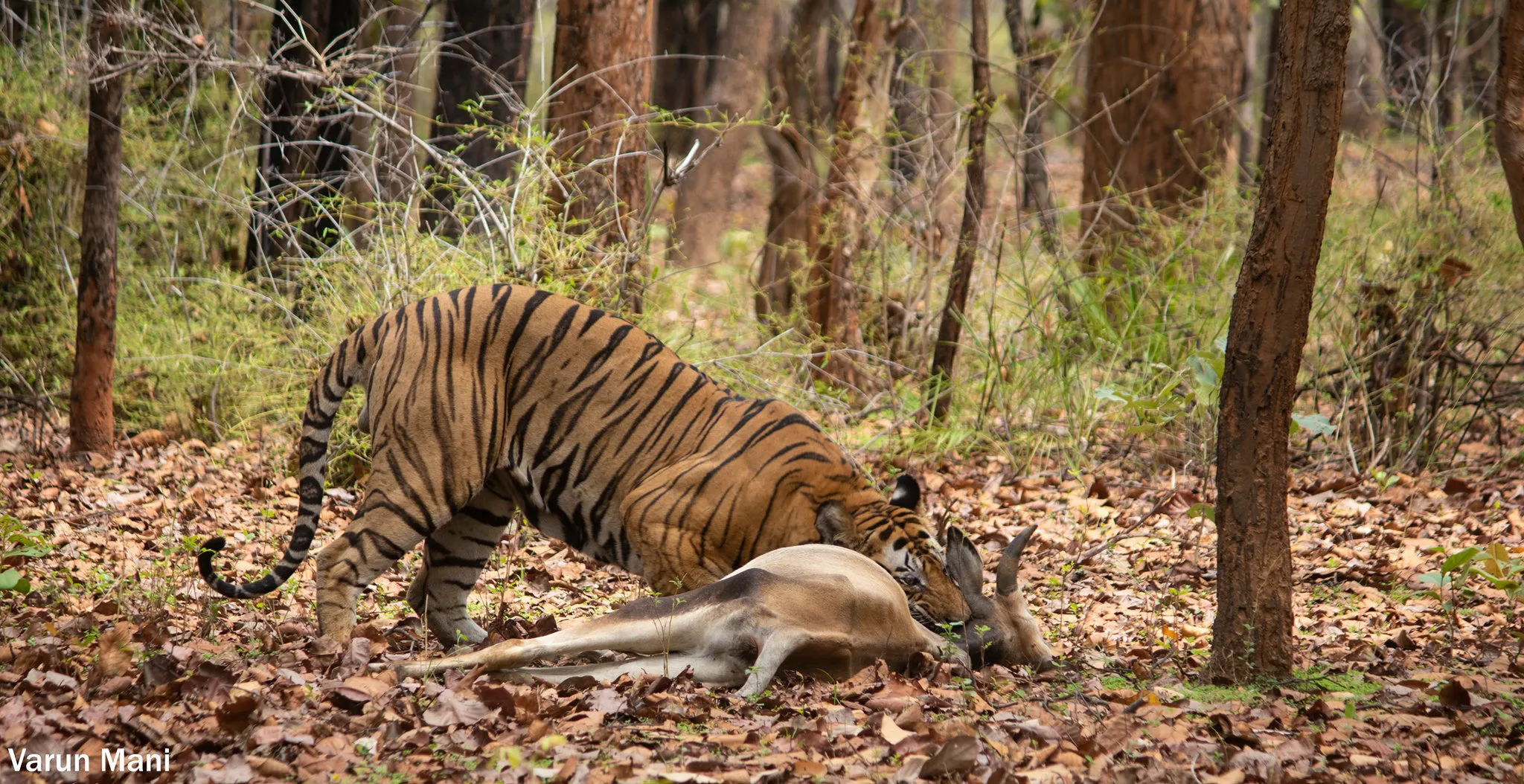 The Last of the Wild and Man-Eating Tigers