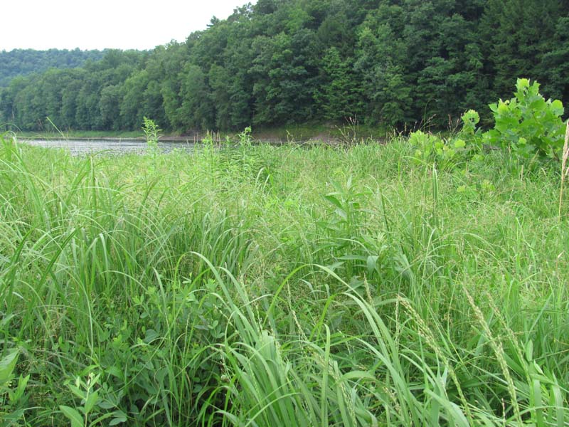 Grasslands: The Nerve Centre of Life