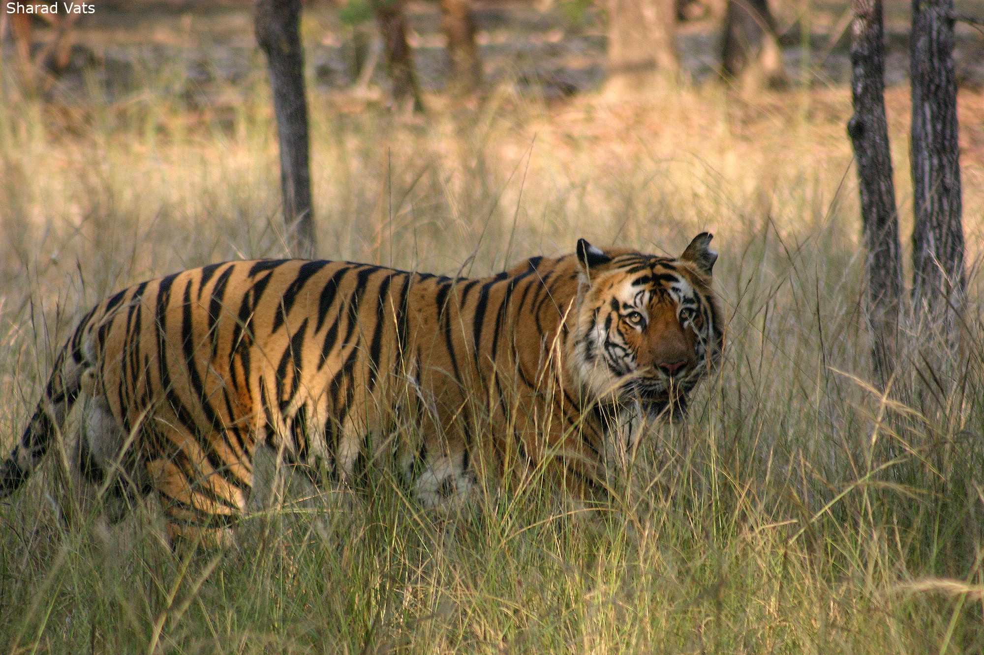 Tiger Safari in Bandhavgarh National Park