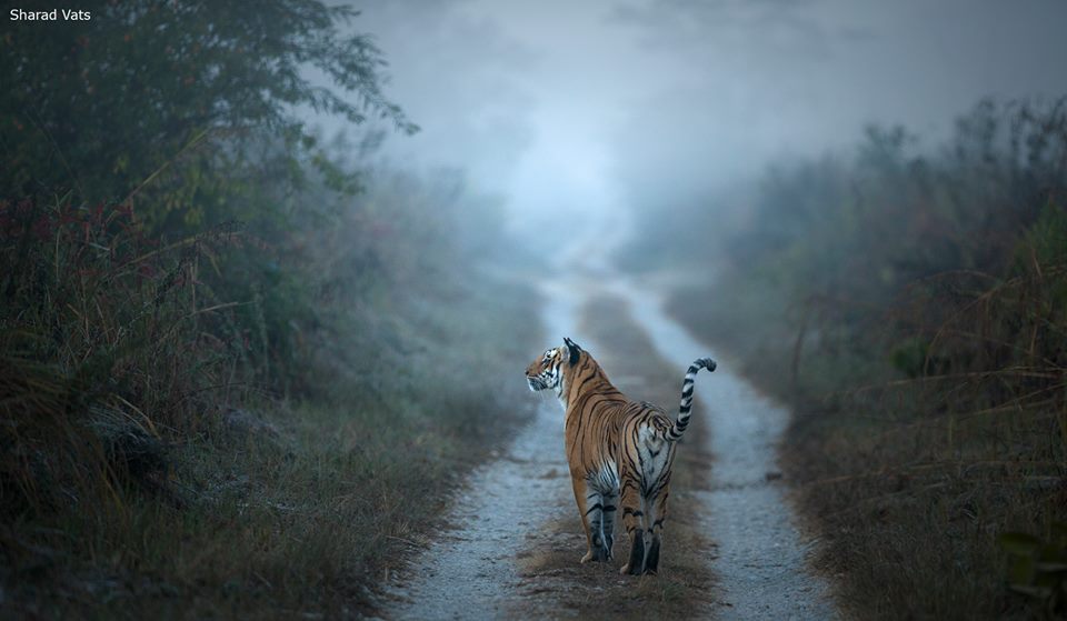 The Safari Experience: Jim Corbett National Park