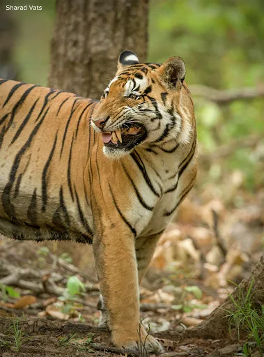 Ranthambhore snarling tiger