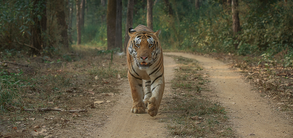 Learn Interesting Facts about the Majestic Royal Bengal Tigers before Booking a Tadoba Accommodation
