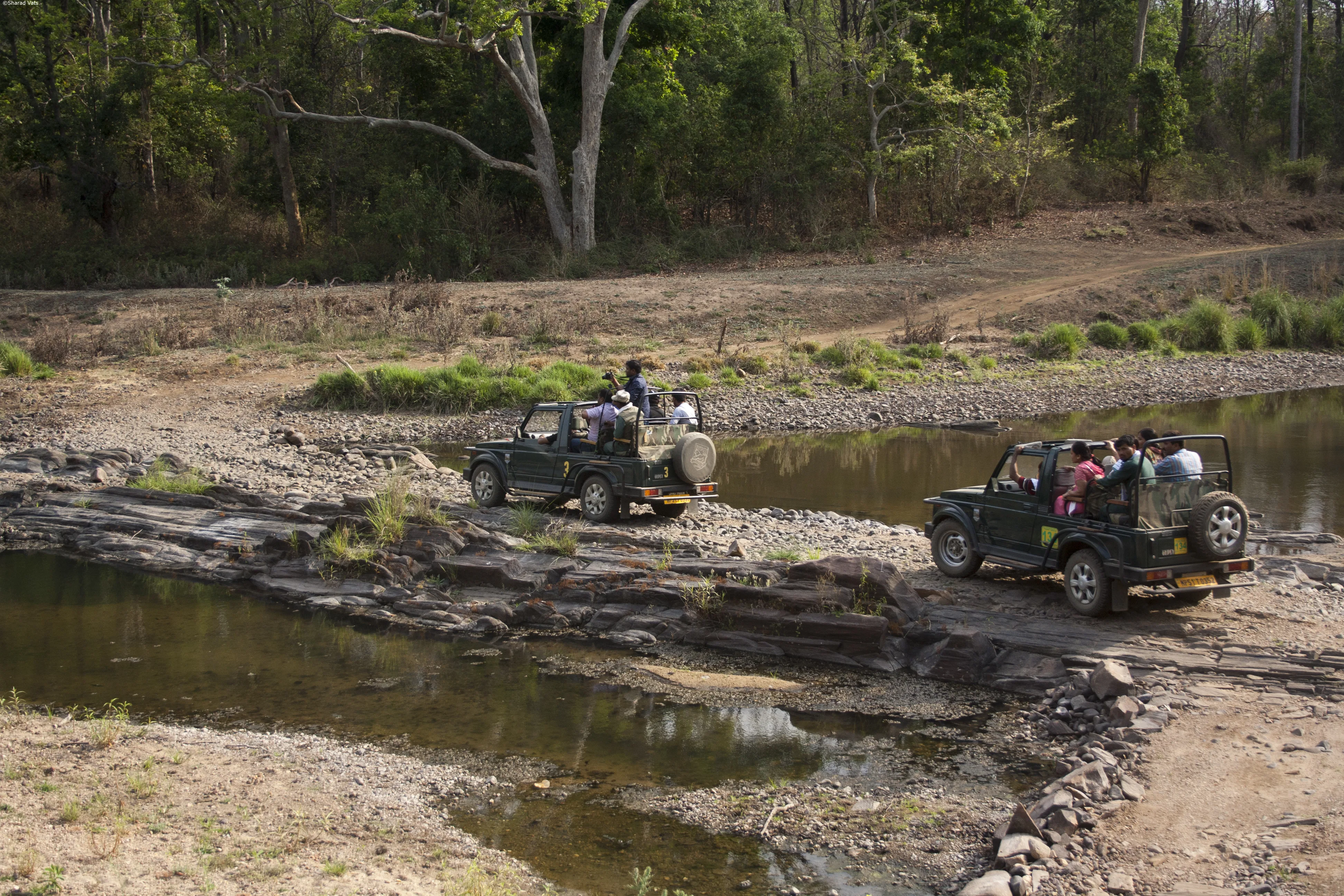 Jungle Safari Tour