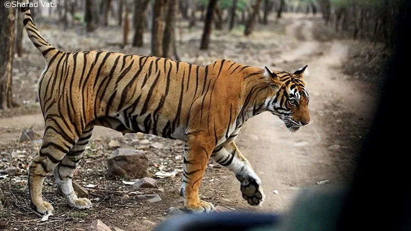 ranthambhore vs bandhavgarh
