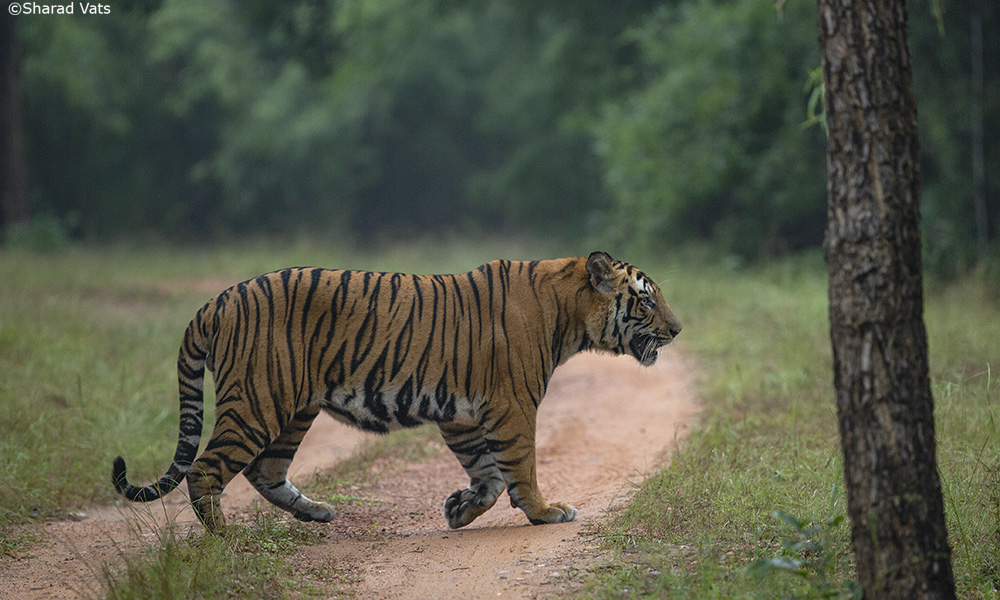 general-tiger-signtings-bandhavgarh