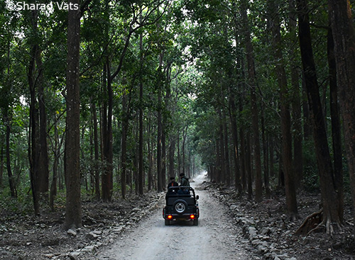 jim-corbett-safari-reasons-to-visit