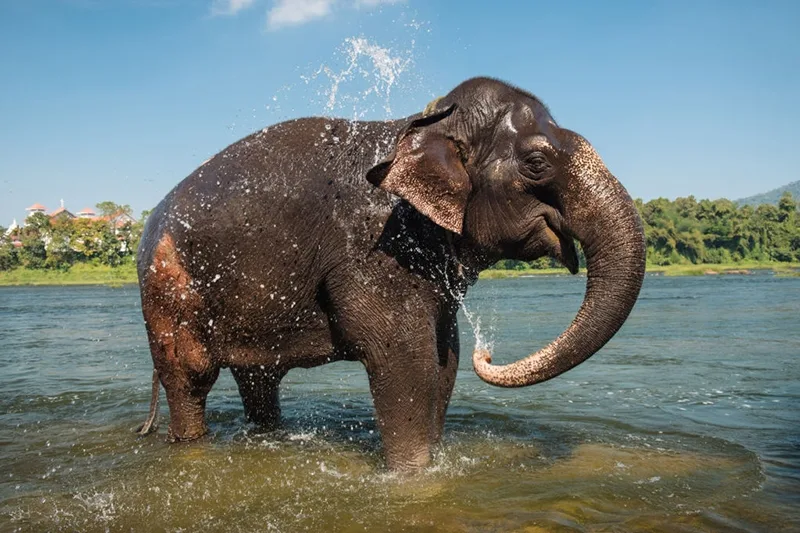 The Fantastic Five of Indian Wildlife and Where to Find Them
