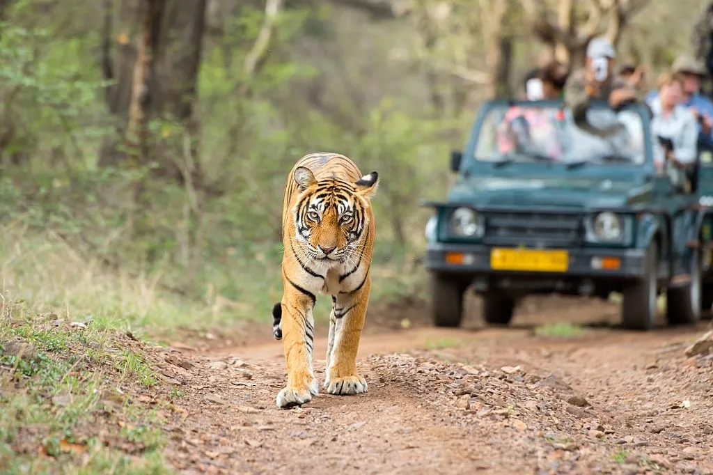 Top 10 Wildlife Safaris in India For Your 2021 Getaway