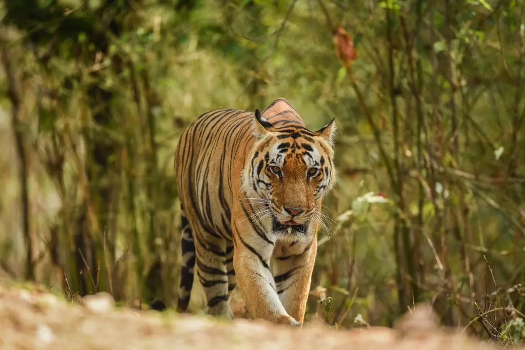 Do Tigers Have Predators? - Learn About Nature