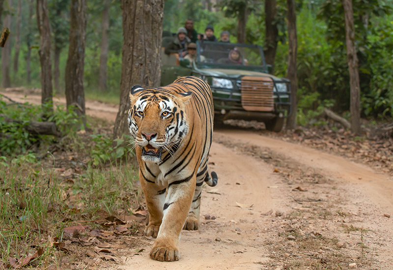 Tiger in Kanha National Park in Madhya Pradesh, India - Bing Gallery