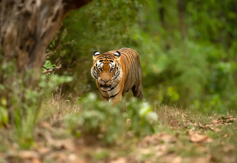 Royal Bengal Tiger - The Biggest Charm of Indian Jungles