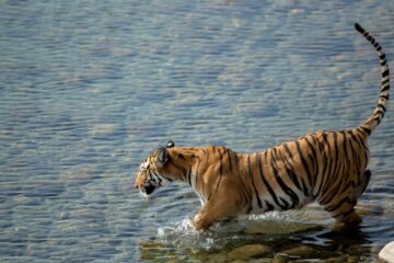 biggest jungle safari in india Safari in India