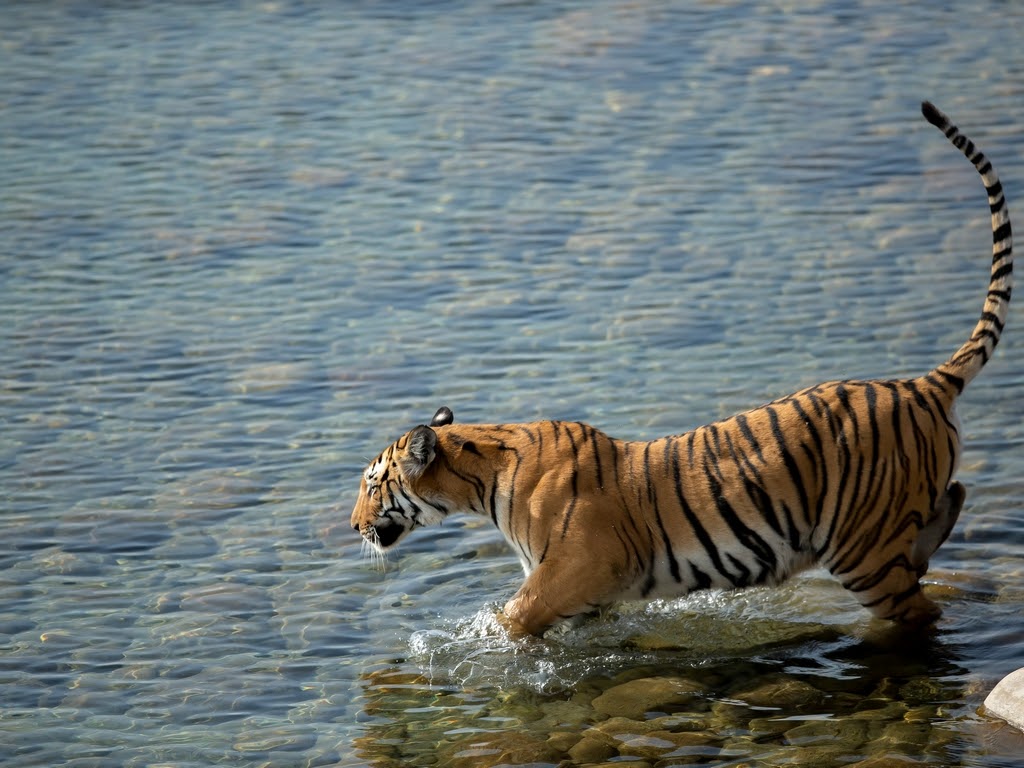 Experiencing the Thrill of India Wildlife Safari - Tips for planning a successful safari trip