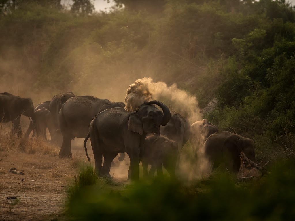 top national parks to safari in india