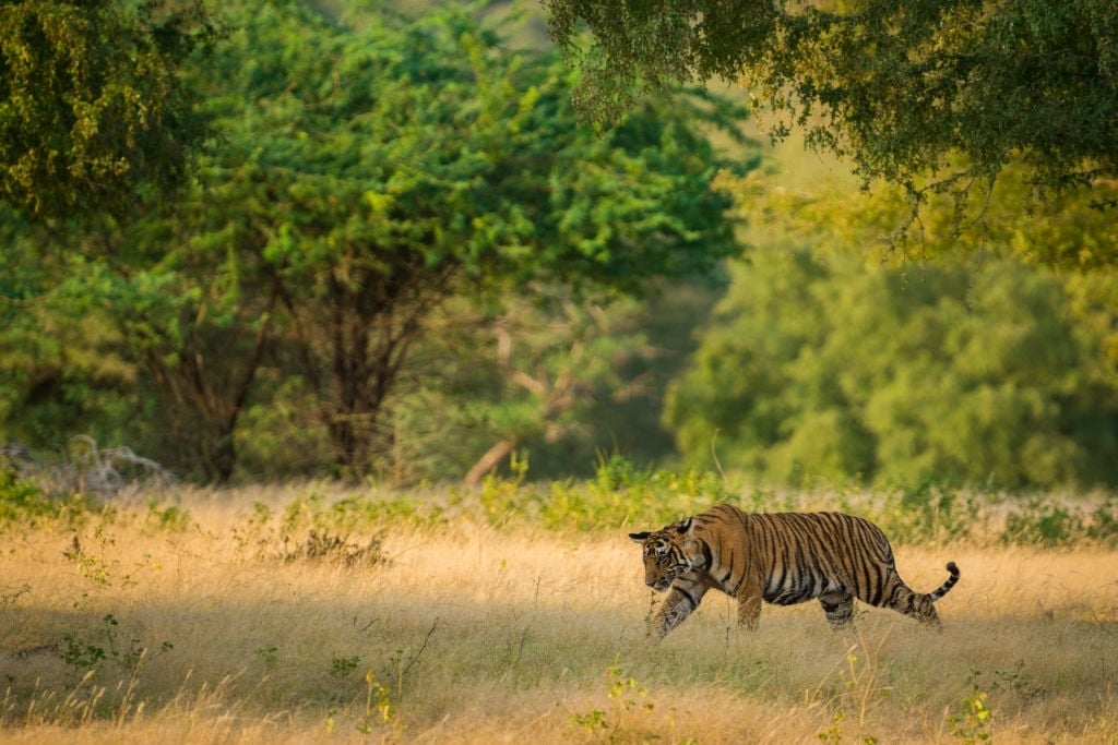 ranthambore tiger safari
