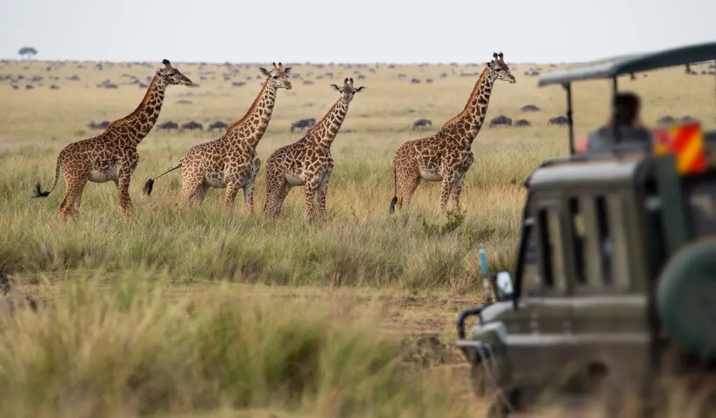 Giraffes herd in savannah, africa