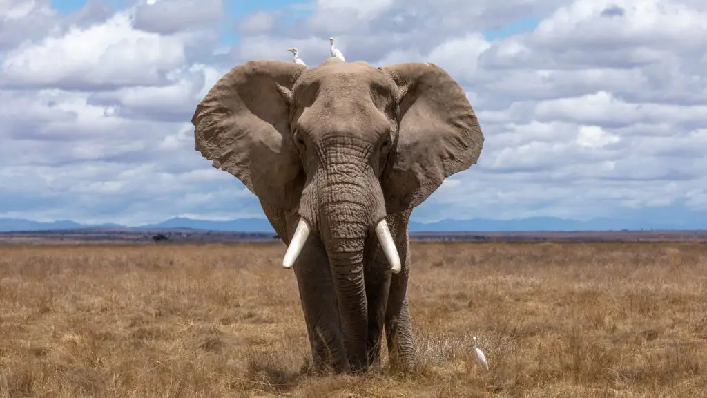 African Elephant, Species