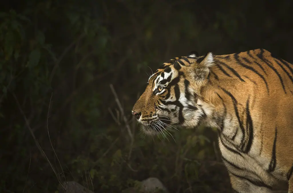 tiger safari in ranthambore and sariska