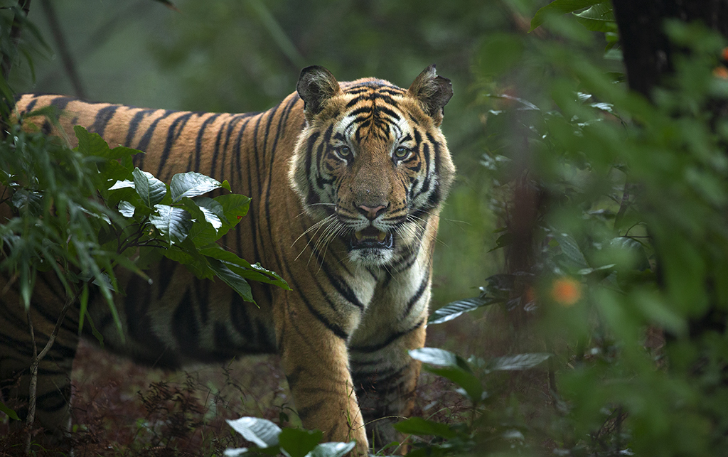 Bandhavgarh tiger photography