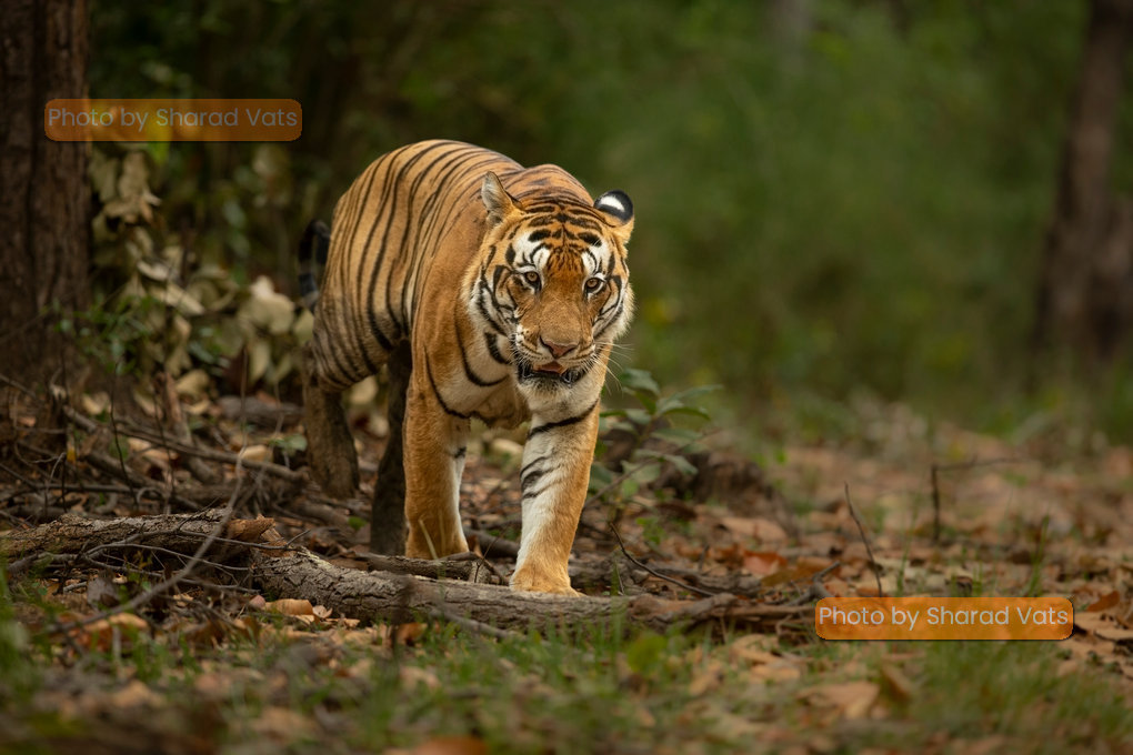 umarpani tiger kanha