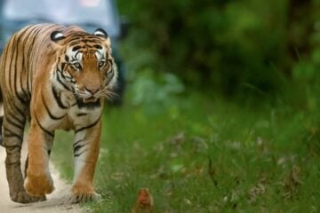 big cats of india 2022