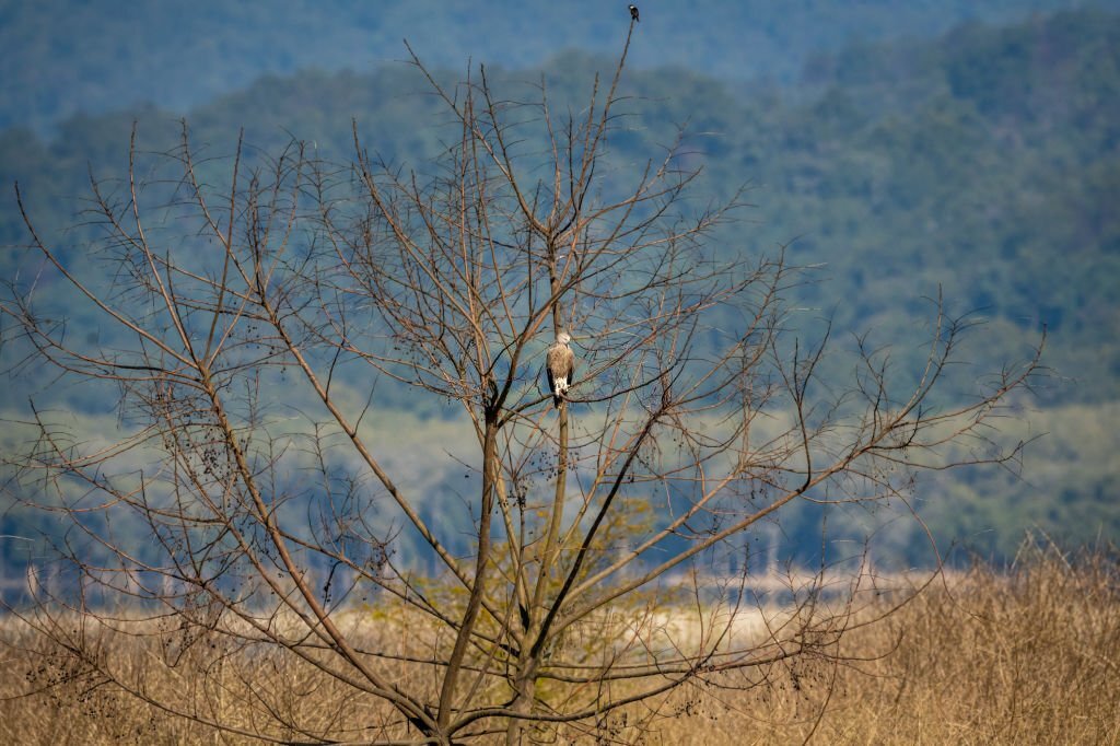 bijrani zone corbett