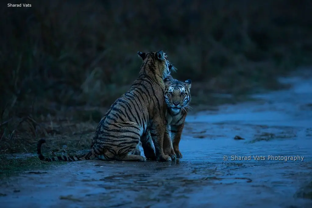 tiger photography in jim corbett in rain