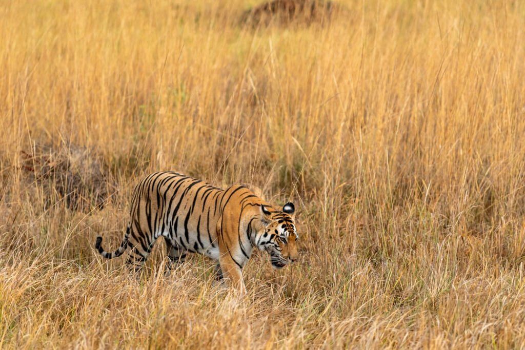 bengal tiger in panna national park