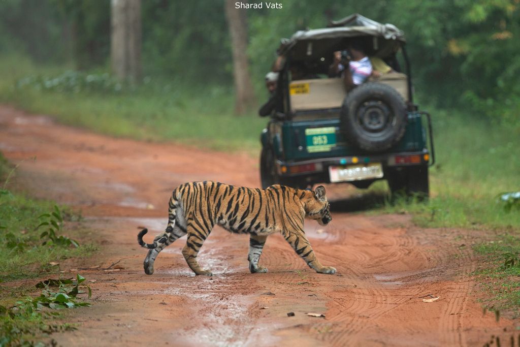 All about White Tigers in India - Bandhavgarh National Park
