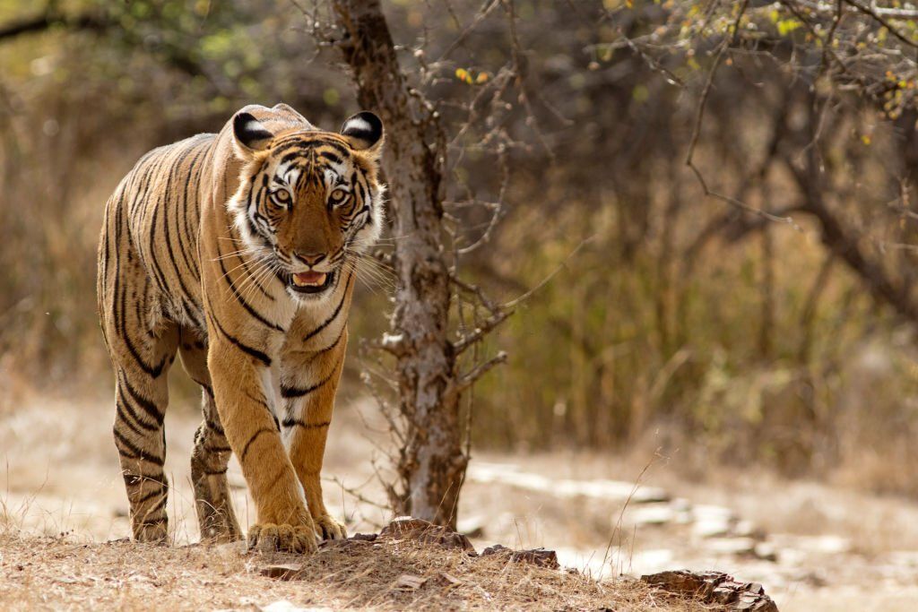 tiger safari in ranthambore national park