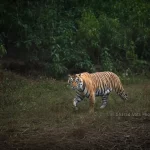 Wildlife Conservation Schemes of India