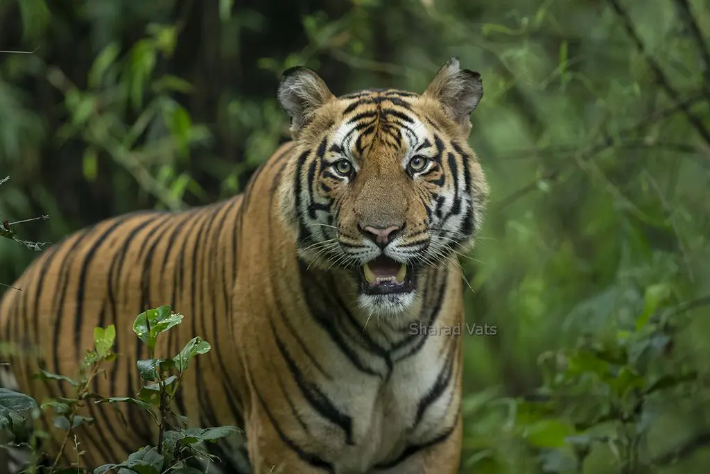 The Bengal Tiger is the new King of the Big Cats : r/badassanimals