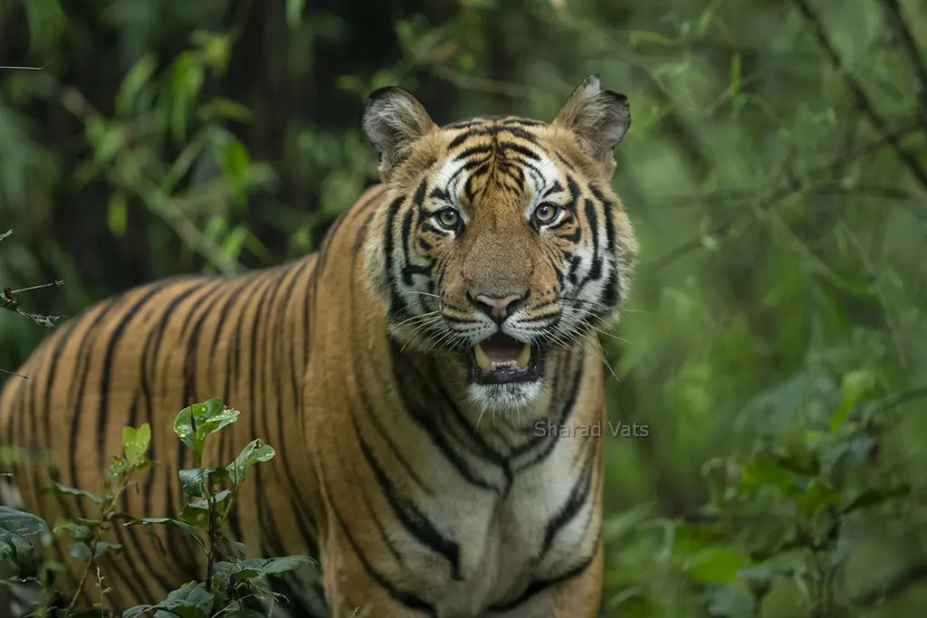 The Five Greatest Big Cats