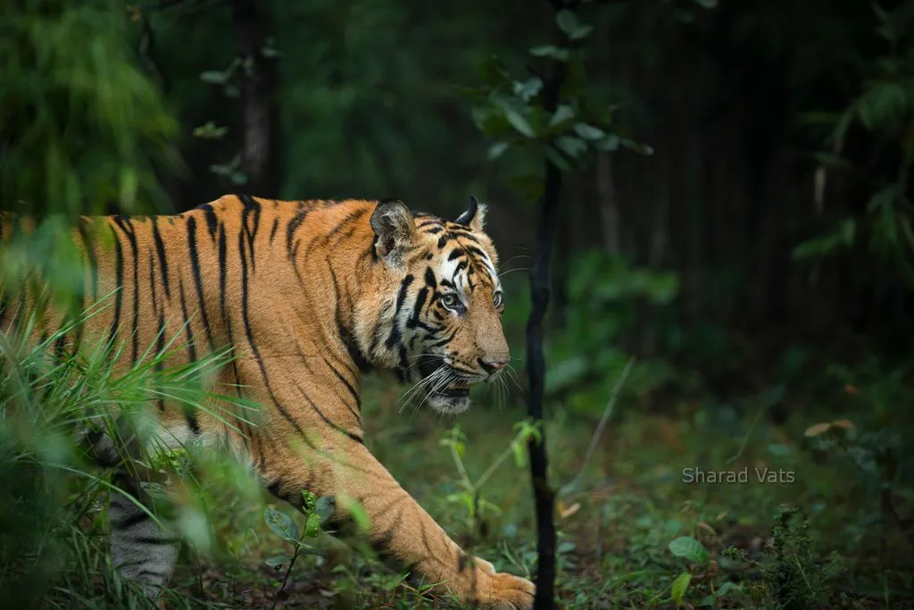 A grown-up male Bengal Tiger can size up to 420 pounds. They have