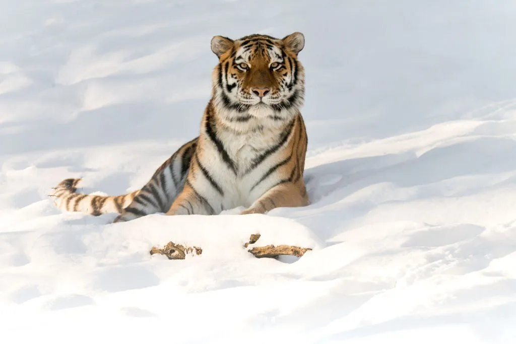 A grown-up male Bengal Tiger can size up to 420 pounds. They have