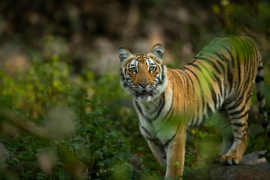 bengal tiger in India
