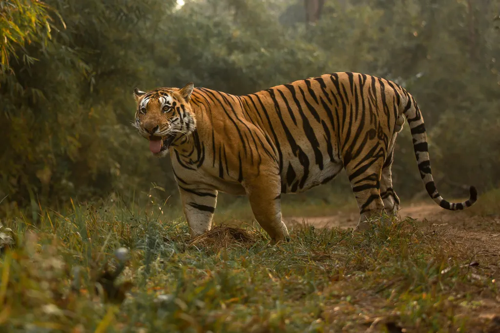 bengal tiger walking in Kanha Tiger Reserve India