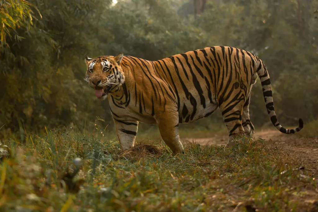 Bengal Tiger - an overview