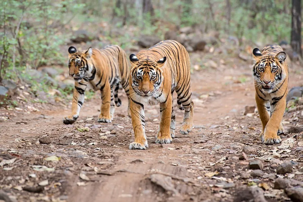 bengal tiger with cubs in India