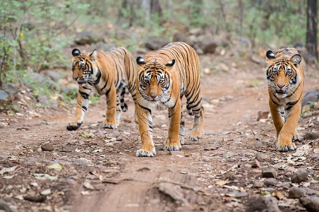 Continental Tiger, Species
