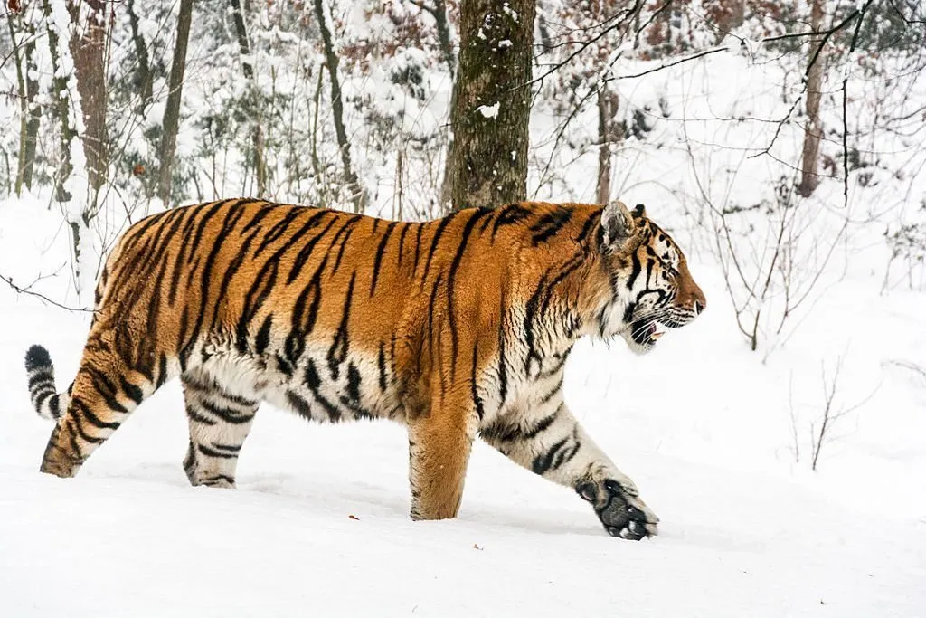 Bengal Tiger, Sumatran Tiger & Siberian Tiger Comparison - Tiger