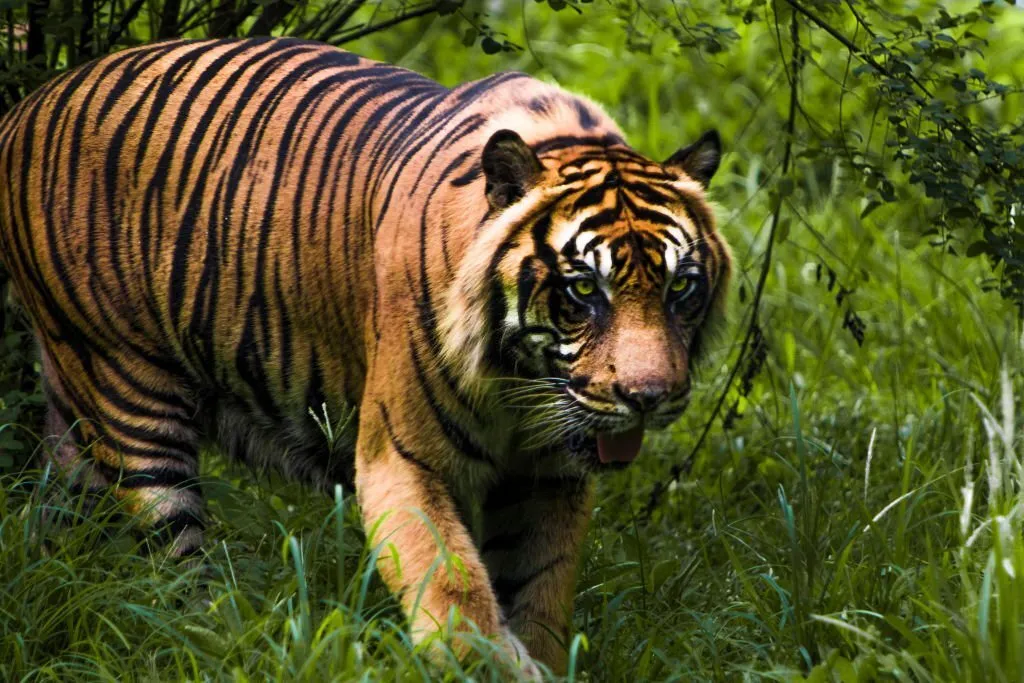 siberian tiger size comparison to human