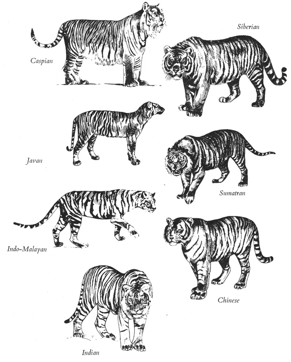 How Tigers Evolved and Distributed across the World