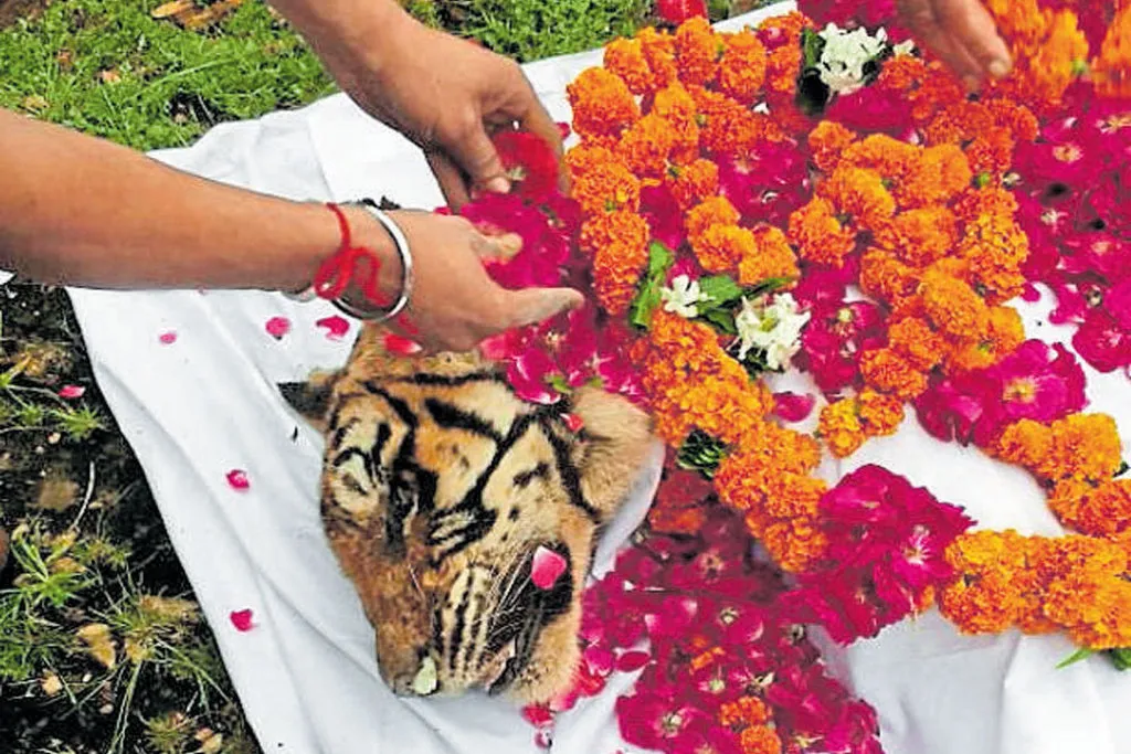 people paying respect on death of tigress machli people paying respect on death of tigress machli