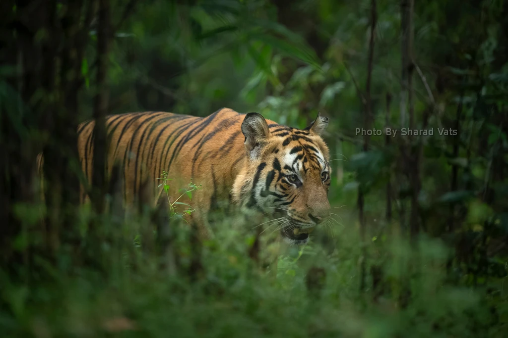 tiger hunting prey