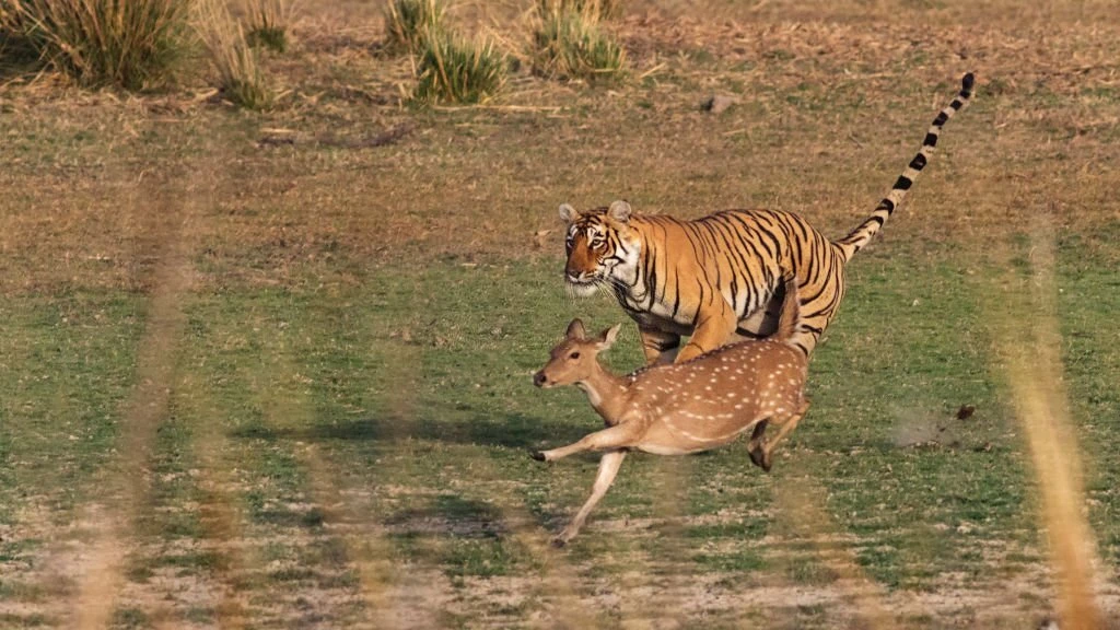 tiger hunting prey