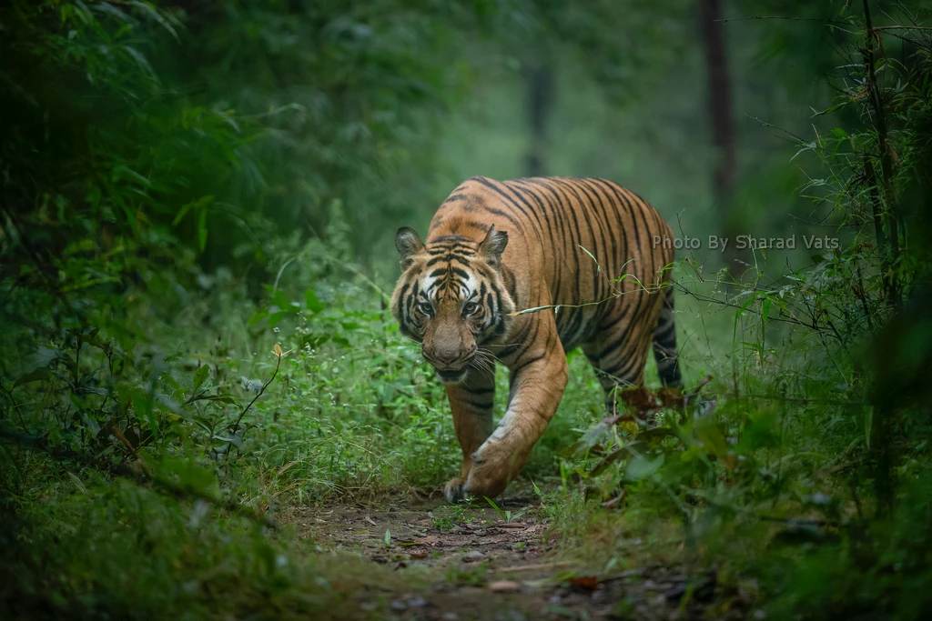 bengal tiger stalking its prey in the jungle