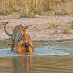 bengal tiger with its prey
