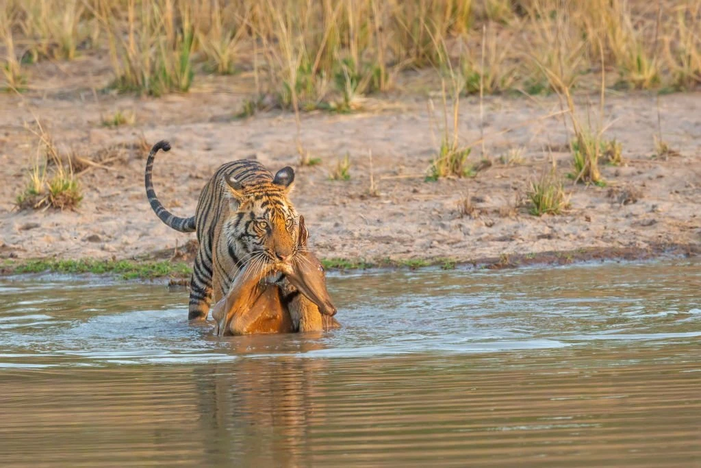 bengal tiger with its prey