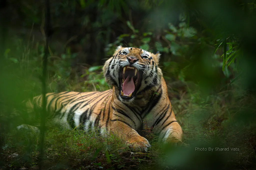 bengal tiger growling roaring in bandhavgarh national park in india
